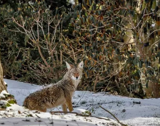 Winnipeg Humane Society warns about coyotes