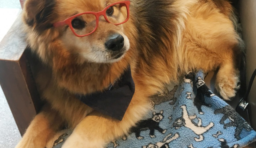 St. Boniface hospital shows the portrait of Rusty: Winnipeg's glasses-wearing therapy dog