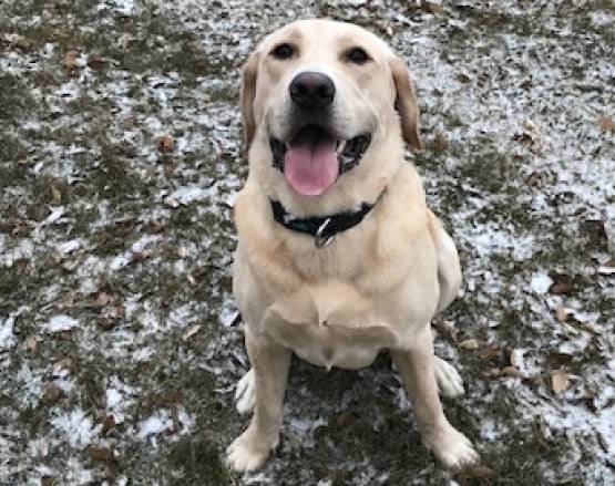 Labrador named Sully saved the life on Saturday evening
