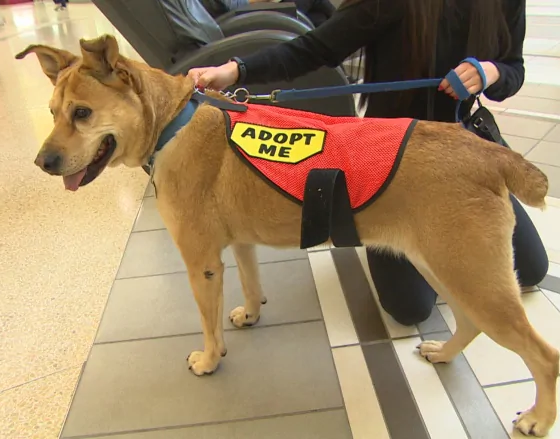 Winnipeg residents can go on a ‘date’ with a dog from a shelter