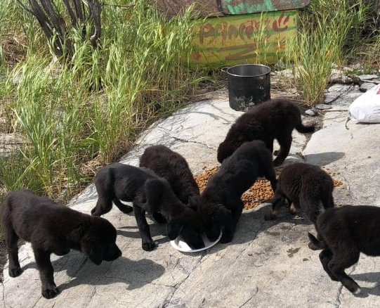 Best stories that happened in Manitoba in 2018