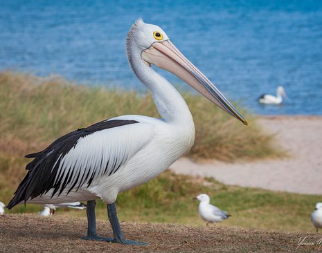 Wildlife Haven building welcomes two new pelicans