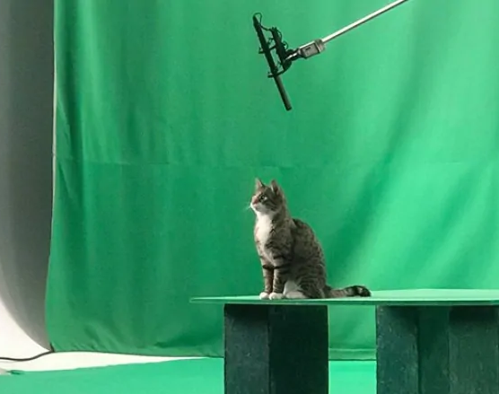 Manitoba cat acted in 'A Dog's Way Home'