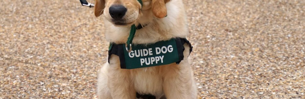 The Canadian National Institute for the Blind looking for volunteers in Winnipeg for raising guide dogs