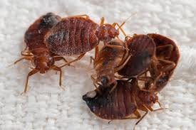 Winnipeg ranks second in Canada in the number of bed bugs