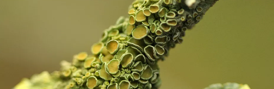 Manitoba might have its official lichen