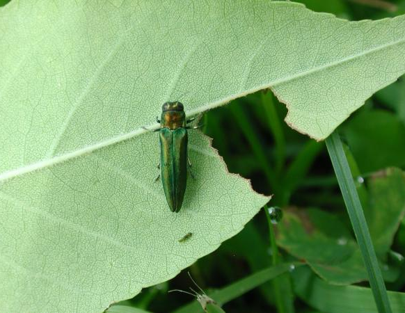 Low temperatures can have a positive effect on Winnipeg trees