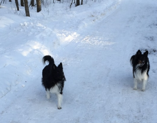Activists are collecting donations for dog shelters in northern Manitoba