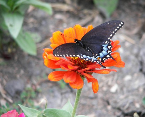 Winnipeg resident found a butterfly on a cold winter day 