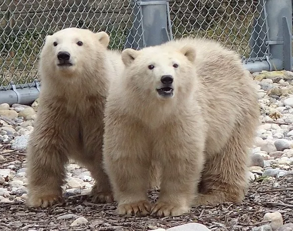 Polar bear died at Winnipeg's Assiniboine Park Zoo