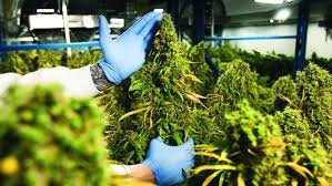 Winnipeg cannabis producer Bonify license suspended