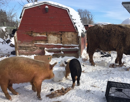 Winnipeg rejects appeal of Carl Kucas