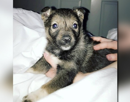 A North End family found a puppy on the doorstep