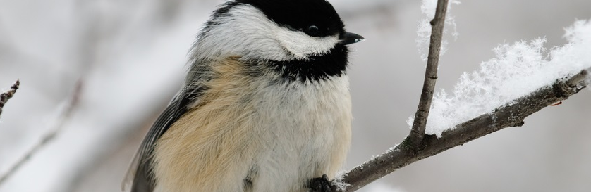 Chickadees can teach people survive the frigid winter