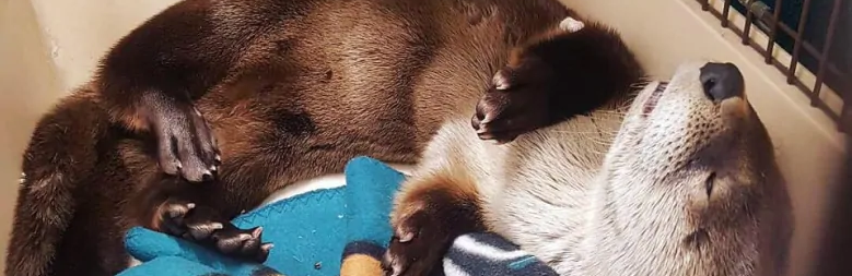 An otter was saved by the Winnipeg Humane Society