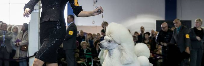 A dog show will be held in Portage la Prairie this weekend