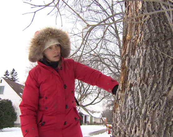 Winnipeg forester is sure that extreme cold can benefit trees