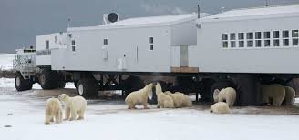 Visiting polar bears: an unusual hotel