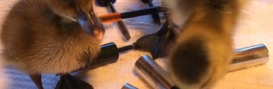 Winnipeg wildlife asks city residents to donate mascara wands