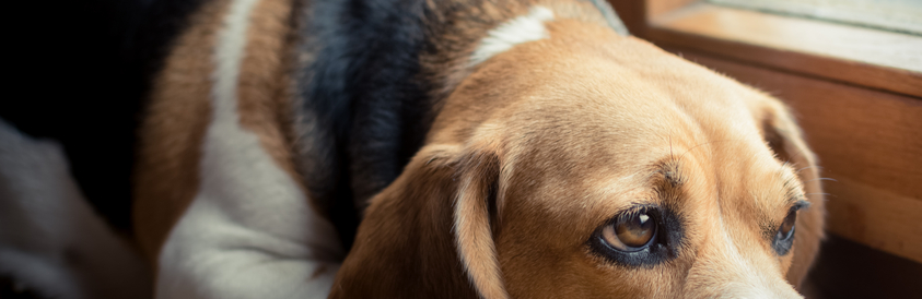 Animal adoption fees can become higher in 2019