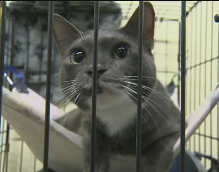 100,000 feral cats live in Winnipeg, cat shelter founder says