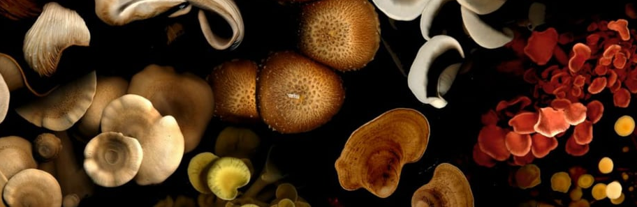 Winnipeg filmmaker sees art where other people see ick