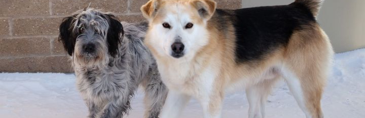 Winnipeg Animal Services is looking for a home for two dogs in love Winnipeg Animal Services is looking for a home for two dogs in love