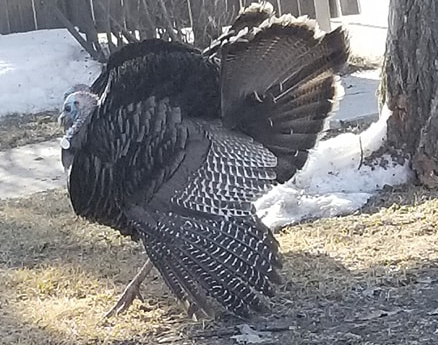 Wild turkeys are wandering around Winnipeg