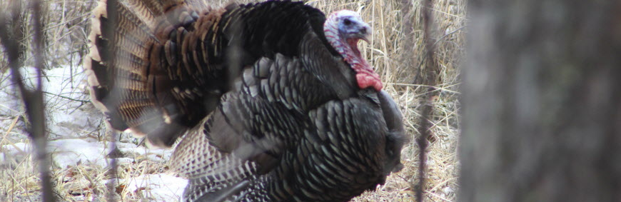 Wild turkeys continue to wander around Winnipeg