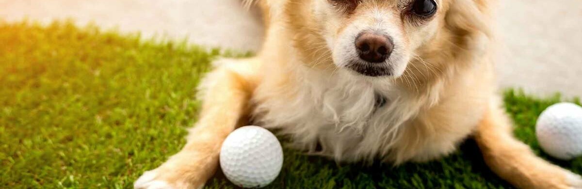 Before the Bridge pet adoption in Winnipeg