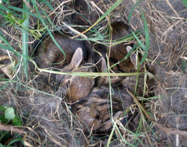 Prairie Wildlife Rehabilitation Centre asks Winnipeggers not to touch nests with rabbits