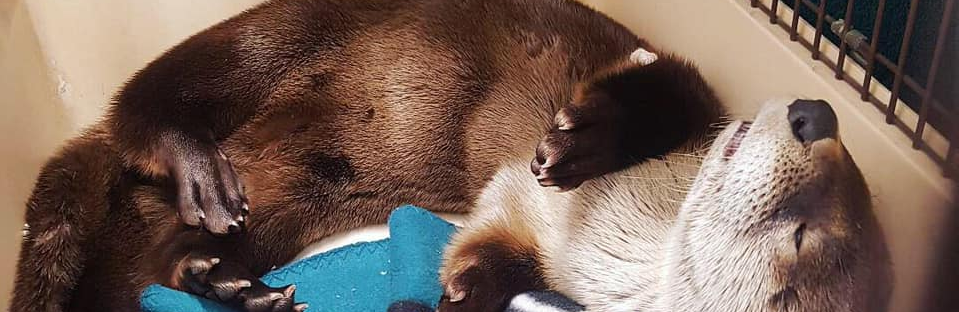 The otter is returning to the wild The otter is returning to the wild
