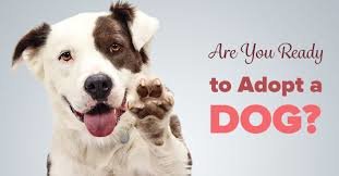 Are you ready to adopt a dog?