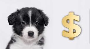 Approximate costs of owning a dog