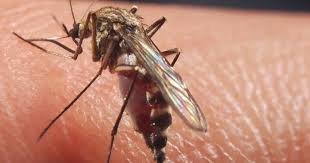 Winnipeg’s insect control branch prediction